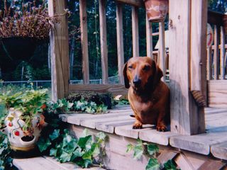 Greta poses for the camera on the deck, likely taken around the same time as the earlier photo.