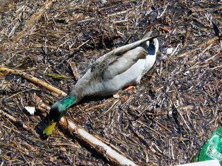 Near the shoreline, there were a lot of floating bits of wood, which almost gave the appearance of a surface. The ducks had no problem working with it, swimming through thinner parts of it, and climbing over the thicker parts.