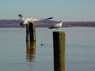 And more birds landing all the time.