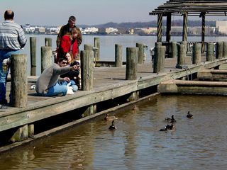 The waterfront at Alexandria is not only a place for boats, but also a place for families, as we watch this family feed the ducks that have gathered.