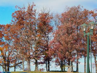 On JMU's east campus, this grove of trees is a dark maroon, nearly ready to shed its leaves for winter.