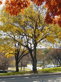 Looking towards Godwin Hall (in the background), we stand in the shade of orange leaves, while viewing gorgeous yellow leaves ahead of us.