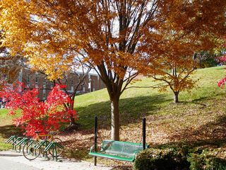 In front of Warren Hall, people lounging on the green swing shown here can enjoy the shade provided by orange leaves, and delight in the red leaves beside them.