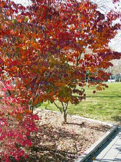 Nearer to the quad, we find a tree that's a gorgeous dark red, with a little green remaining in places.