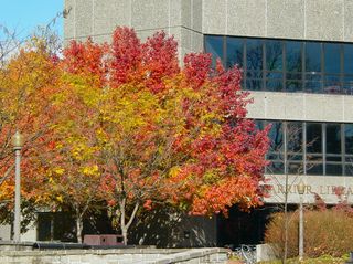 One of the most beautiful trees on campus is located in front of Carrier Library, with leaves of green, red, yellow, and orange all together.