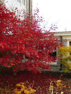 Along the breezeway, this tree displays branches full of bright red leaves.