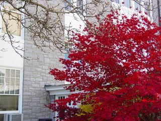 Along the breezeway, this tree displays branches full of bright red leaves.