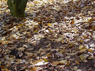 Looking down, a blanket of leaves hides the ground.