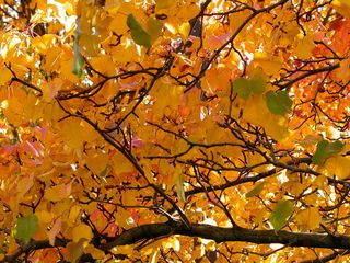 On the other side of Wilson Hall, next to Maury Hall, looking into the leaves, we find a field of yellow, with green leaves here and there.