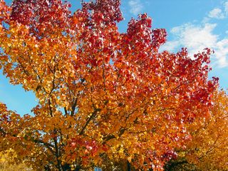 What a beautiful sight, with the tree naturally fading from yellow to orange to red!