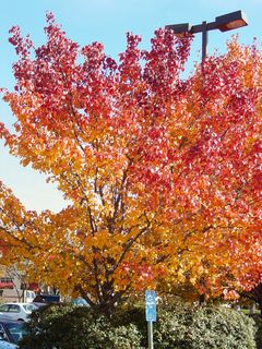 What a beautiful sight, with the tree naturally fading from yellow to orange to red!