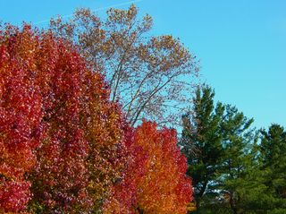 Beyond Maury Hall and Wilson Hall, we find coniferous trees, which remain green year round - quite a contrast to most of the trees on campus.