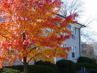 Next to Moody Hall, another gorgeous red-and-orange tree stands.