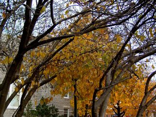 Finally, looking through the trees in late afternoon, a tree holds onto a cluster of yellow leaves, even as most of its leaves have already gone.