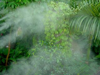 Notice how they maintain the environment - periodically, a mist is sprayed over the area.