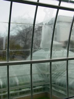 Exactly how humid is it in the Jungle part of the Botanic Garden? Take a good look at the glass! It's all steamed up. The Jungle is quite warm relative to the surrounding areas, and VERY humid!