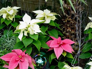 As this photo set was made the day after Thanksgiving, Christmas was in the air, as different-colored poinsettias were to be found...