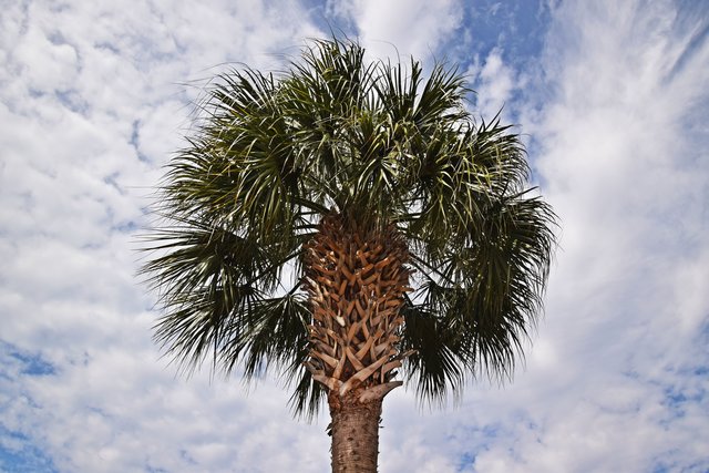 Palmetto at the intersection of King and Columbus Streets.