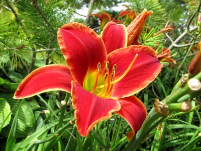 Orange Daylily