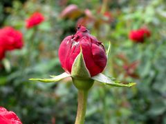 Ingrid Bergman Hybrid Tea Rose