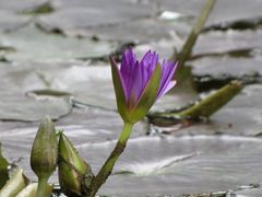 Ultra Violet Tropical Waterlily