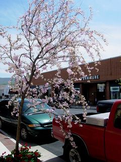 Even though spring was already in full swing, the trees downtown were not in bloom. For Evan Almighty, they fixed that without much problem, wiring plastic flowers to the branches.