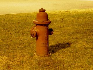 Even the fire hydrant glows in that certain quality of light that brightens the whole park...