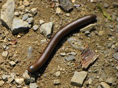 A millipede crosses the trail