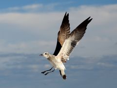 Sea gull in flight, 2017