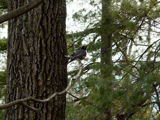 A robin! Spring is near!