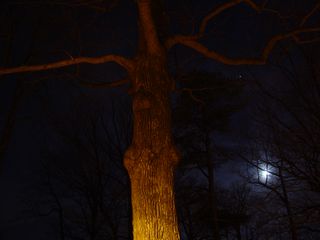 A tree, meanwhile, uses its branches to point at the sky.