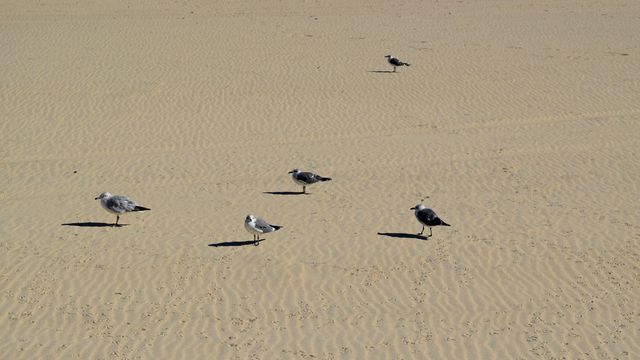 Sea gulls standing on the beach.