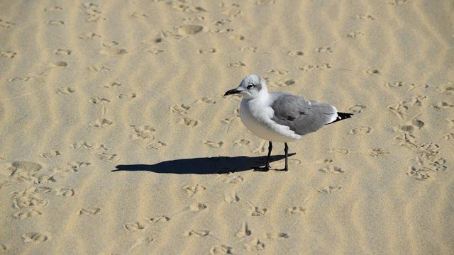 Sea gull standing on the beach.