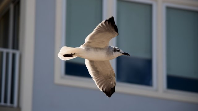 A sea gull flies down the boardwalk.