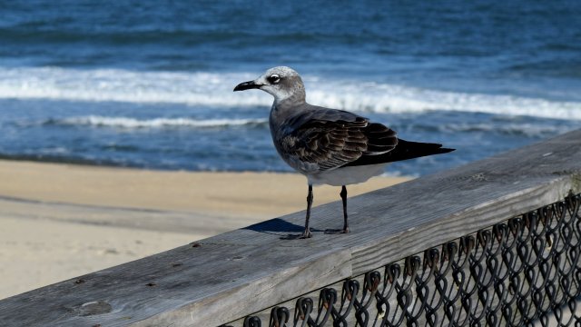 A sea gull stands on the Ocean City Fishing Pier.
