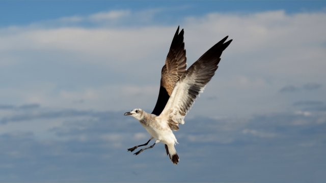 Sea gull in flight.