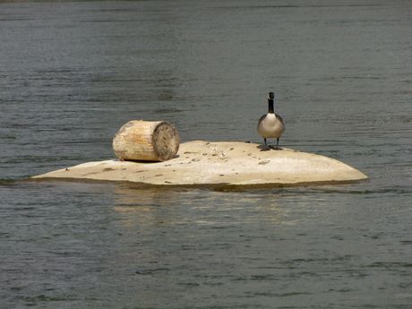 Canadian goose on a small island in the James River.