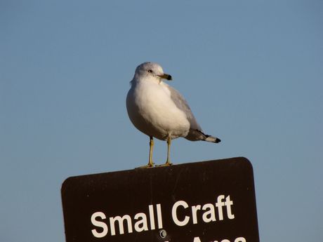 Sea gull standing on top of a sign in the southeast corner of the park.