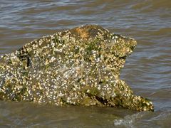Barnacle-encrusted rock in the water near the southeast corner of the park.