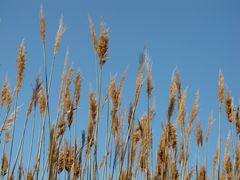 Grasses along East Beach.