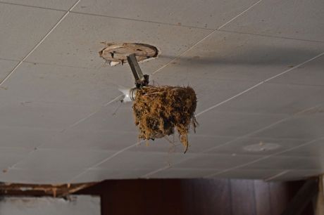 Light fixture in the living room, covered with some sort of growth