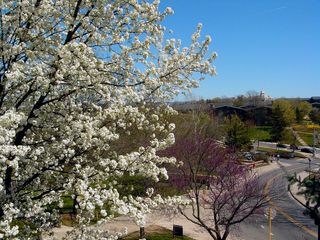 Looking down Bluestone Drive towards the Village, we see all kinds of shades of white, purple, and green...