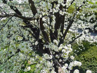 Looking here, we find the lacy appearance of the most common blossoms of all... the Dogwood tree.