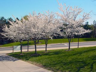 Around every corner, you'll find more beautiful trees!