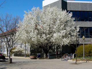 Remember this tree? After being perhaps the most beautiful fall tree on the entire campus, this tree outside Carrier Library regains its beauty in a different way in the spring.