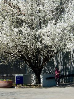 Remember this tree? After being perhaps the most beautiful fall tree on the entire campus, this tree outside Carrier Library regains its beauty in a different way in the spring.