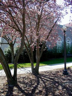 Behind Wilson Hall, these trees take on a pink appearance with flowers in place.