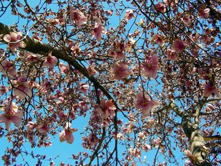 Behind Wilson Hall, these trees take on a pink appearance with flowers in place.