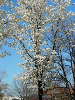 Beyond Wilson Hall, in the area of Burruss Hall, the trees continue to exhibit their lacy white appearance.