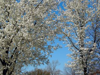 Beyond Wilson Hall, in the area of Burruss Hall, the trees continue to exhibit their lacy white appearance.